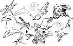 素描动物