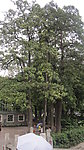 盆架树