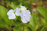 野花