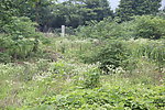 野草林