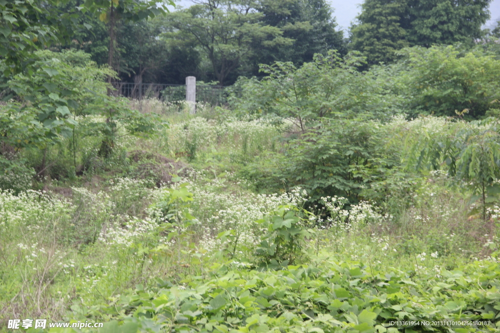野草林