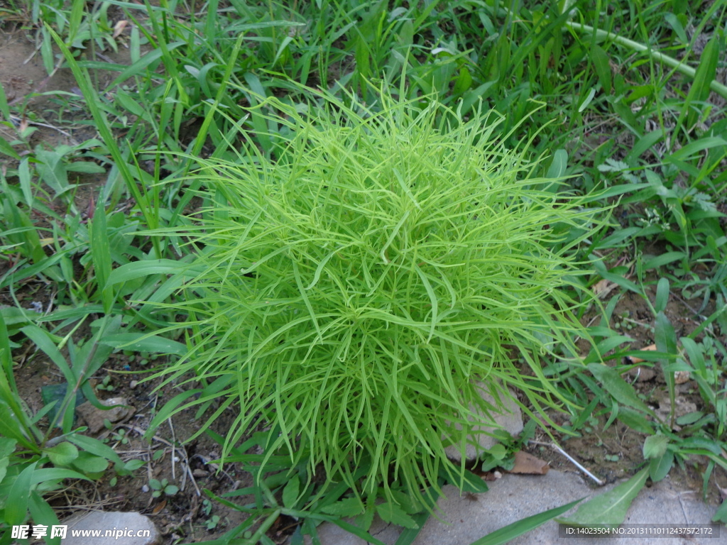 路边小草