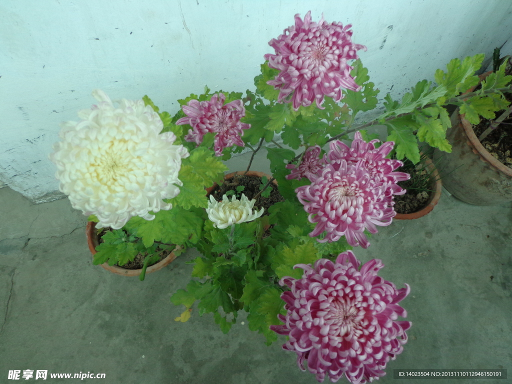 菊花
