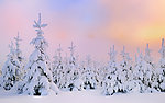 雪景