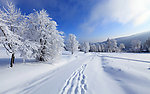 雪景