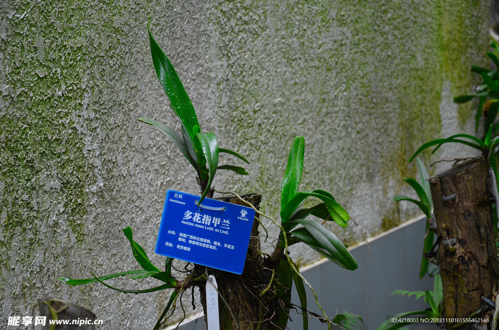 兰花