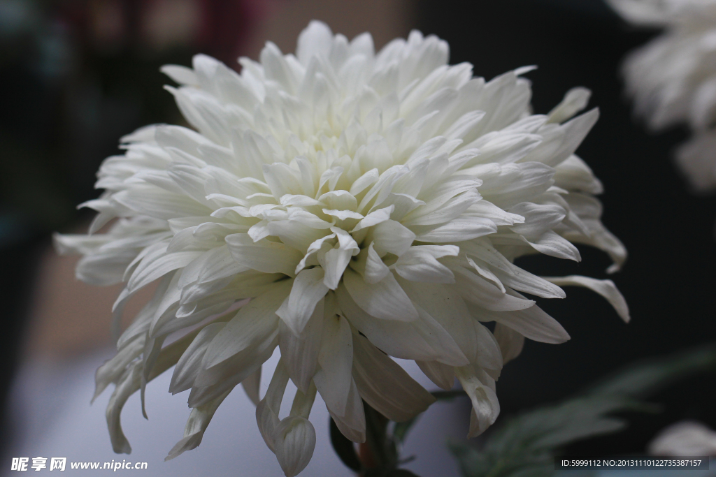 菊花 秋菊 菊花展