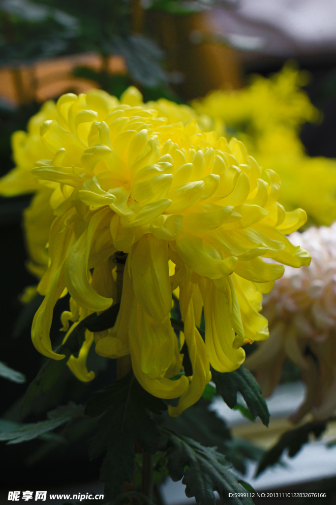 菊花秋菊菊花展