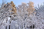 雪景