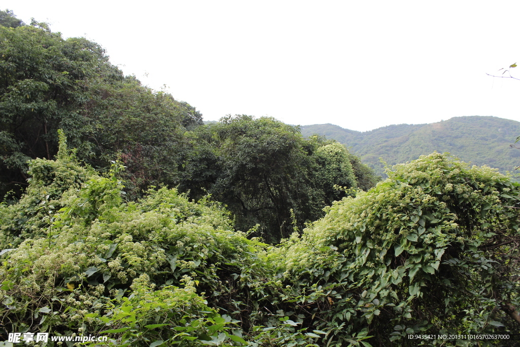 山藤