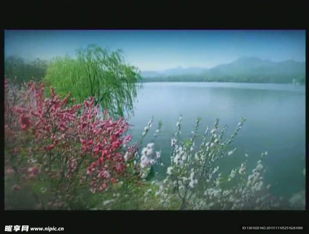 水岸花朵视频素材
