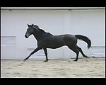骏马视频素材