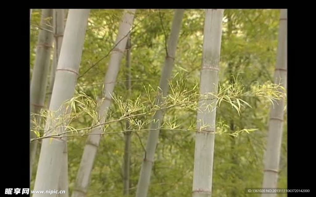 竹林视频素材