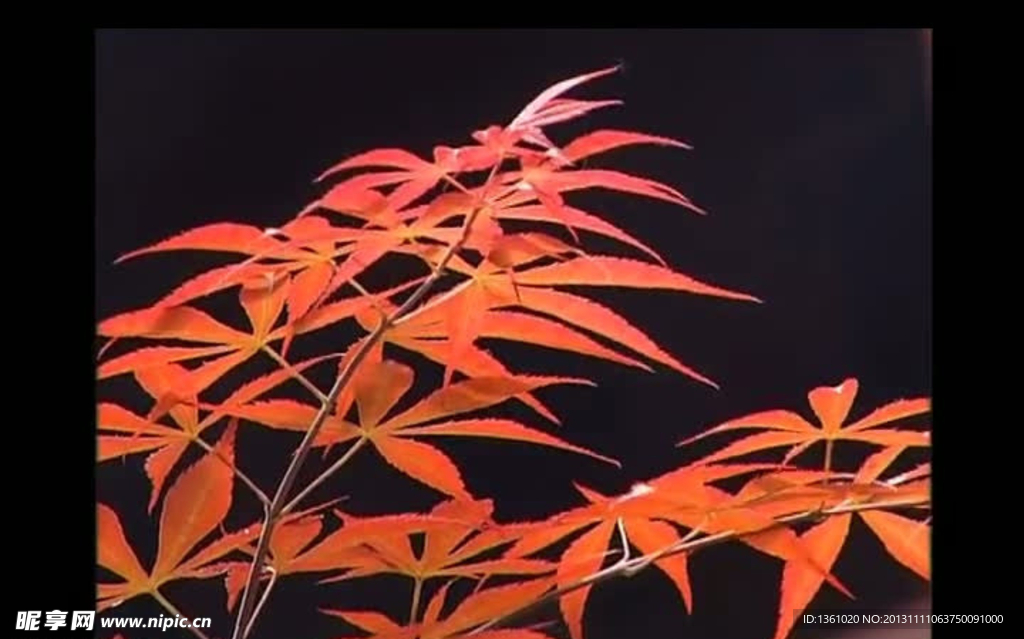 红枫叶视频素材