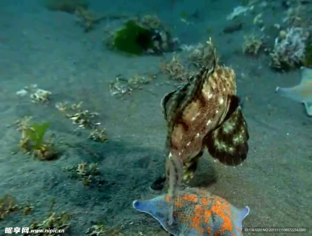 海底生物视频素材