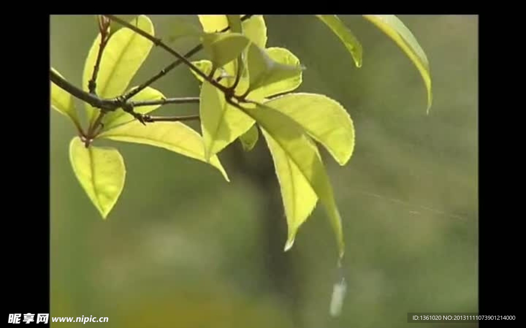 树叶视频素材