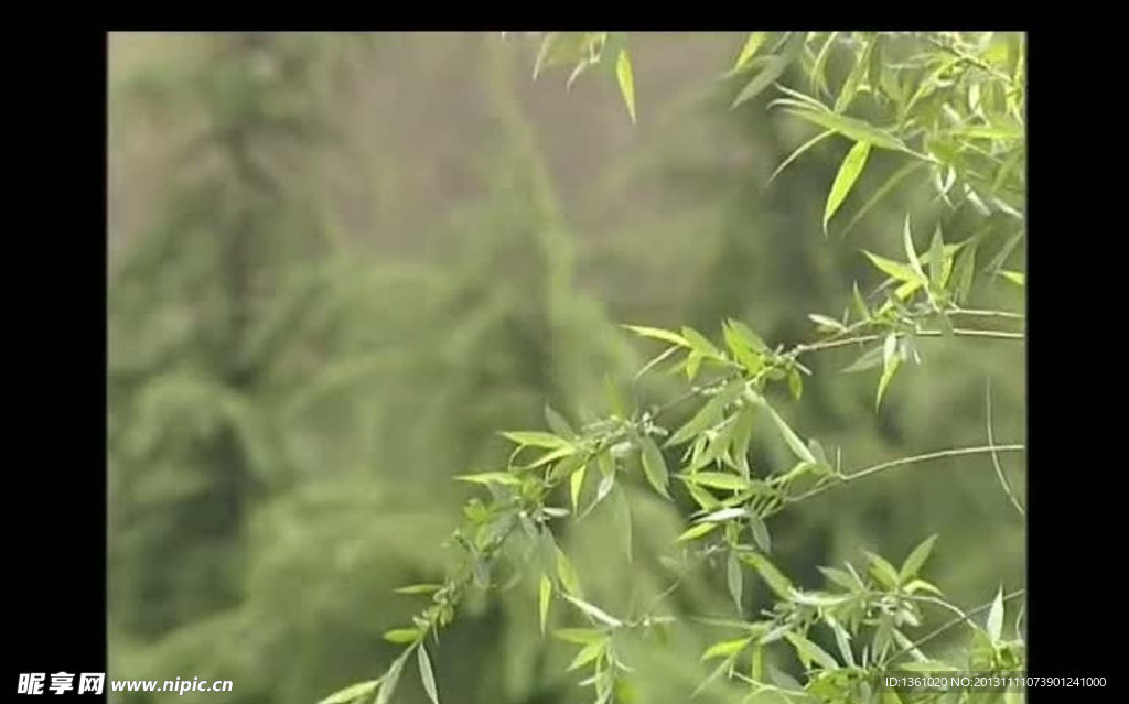 柳叶视频素材