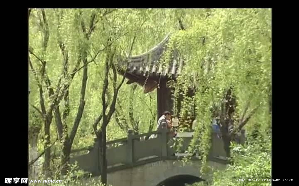 垂柳视频素材