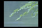 水波树叶背景视频