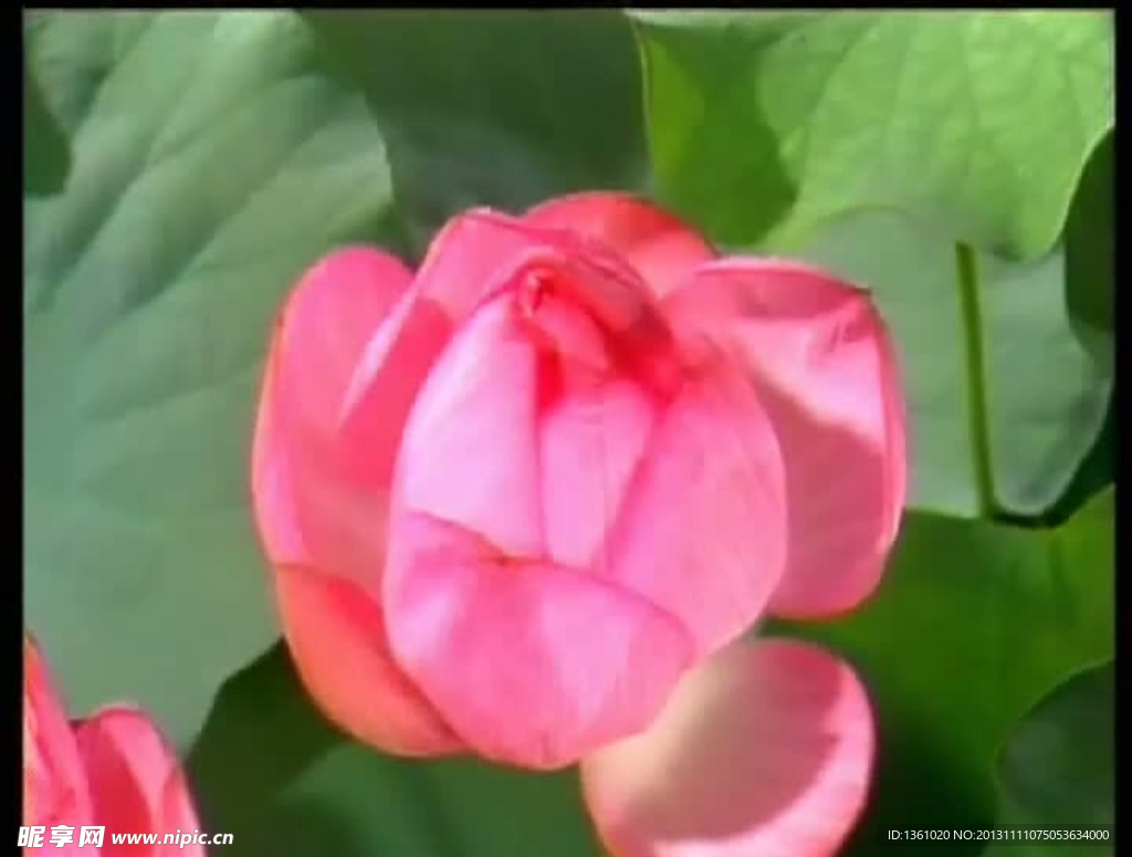荷花背景视频素材