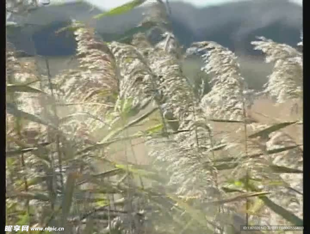 芦苇视频素材