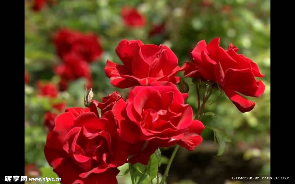 花儿视频素材