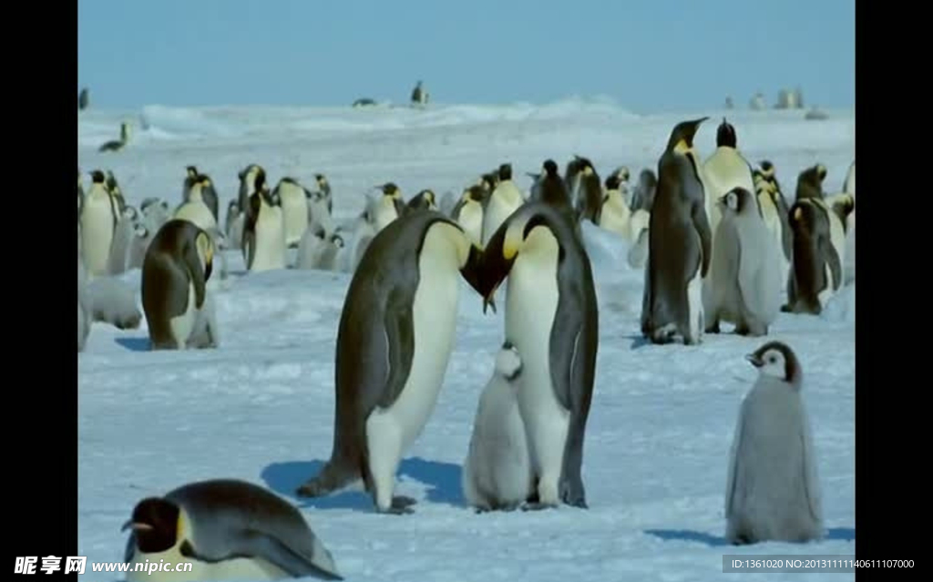 企鹅视频素材