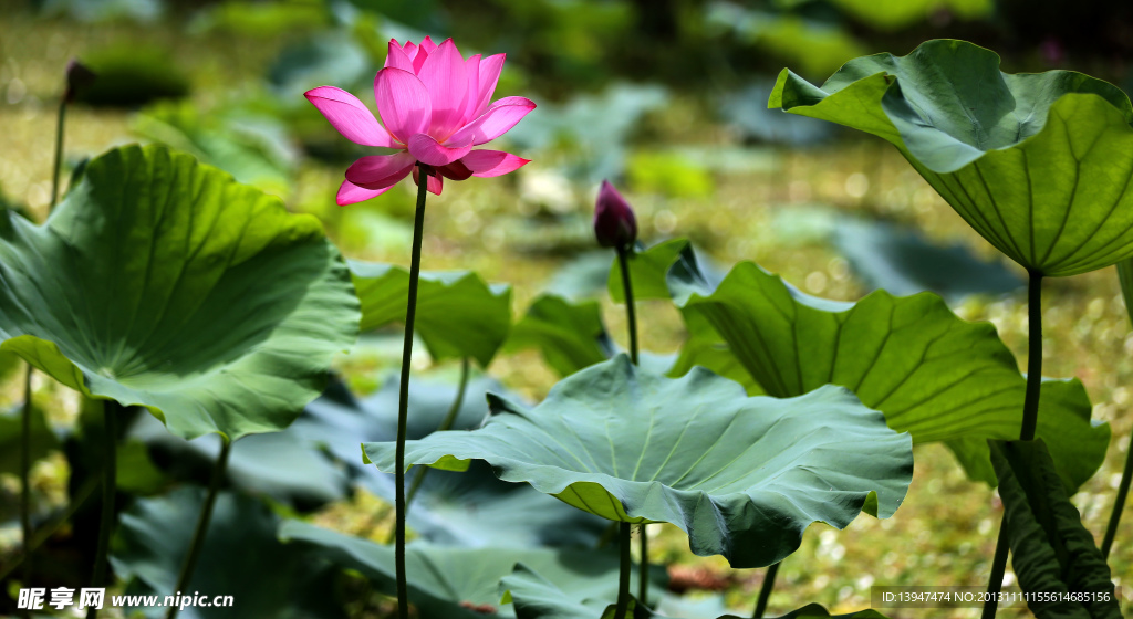 荷花