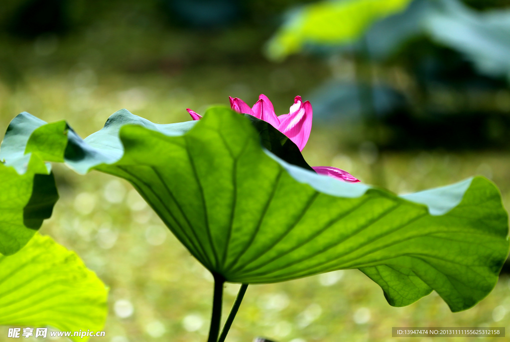 荷花