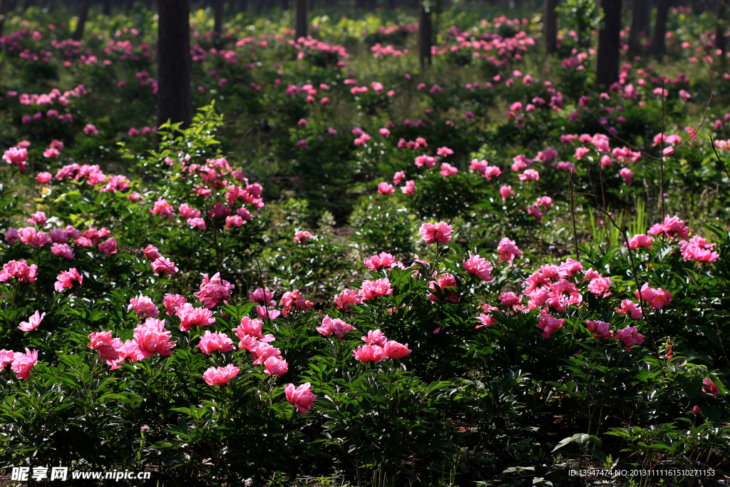 芍药花