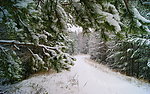 雪景