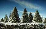 雪景