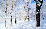 雪景