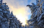 雪景