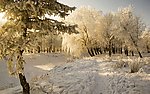 雪景