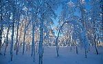 雪景