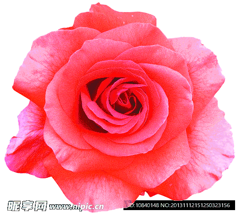 玫瑰花 动画 gif