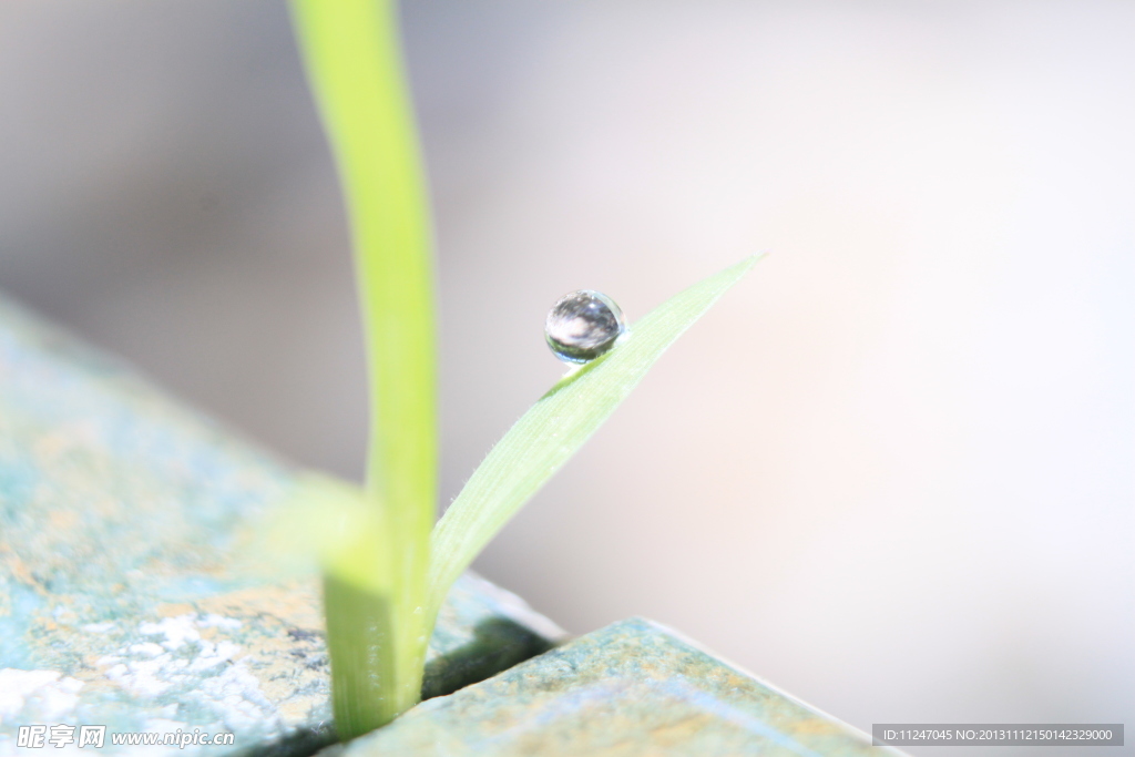 青草水滴