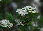 棉果树花