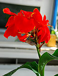 美人蕉花