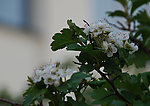 棉果树花