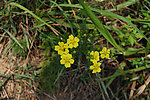小黄花