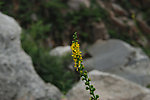 黄花
