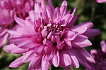 紫红菊