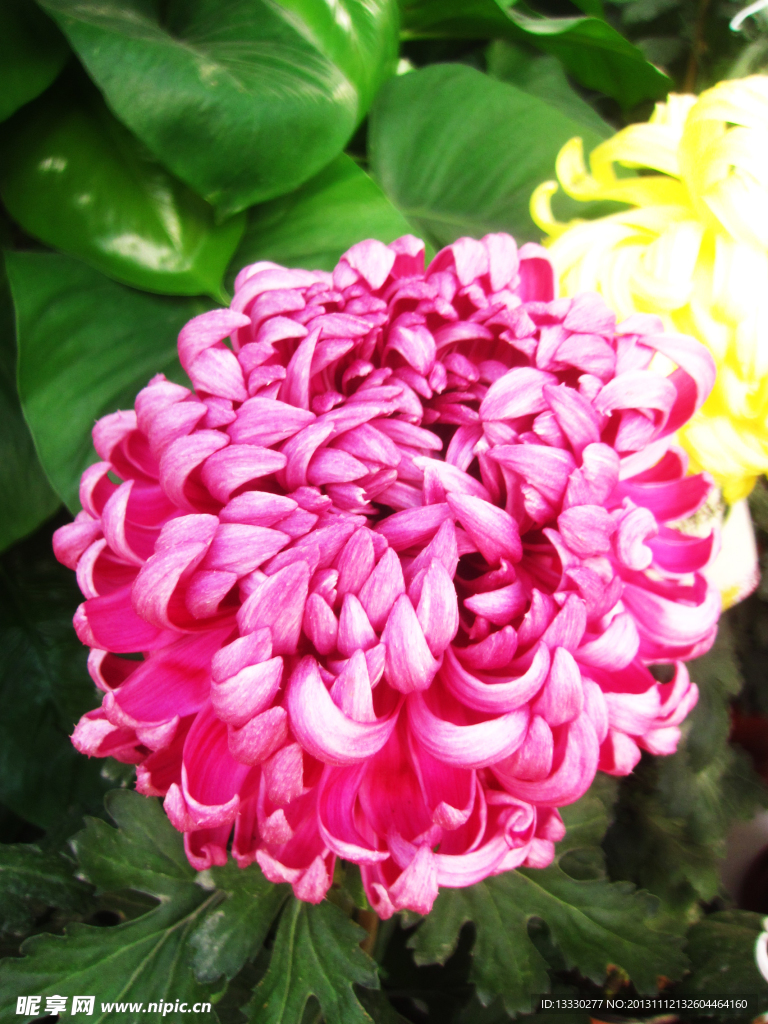 菊花
