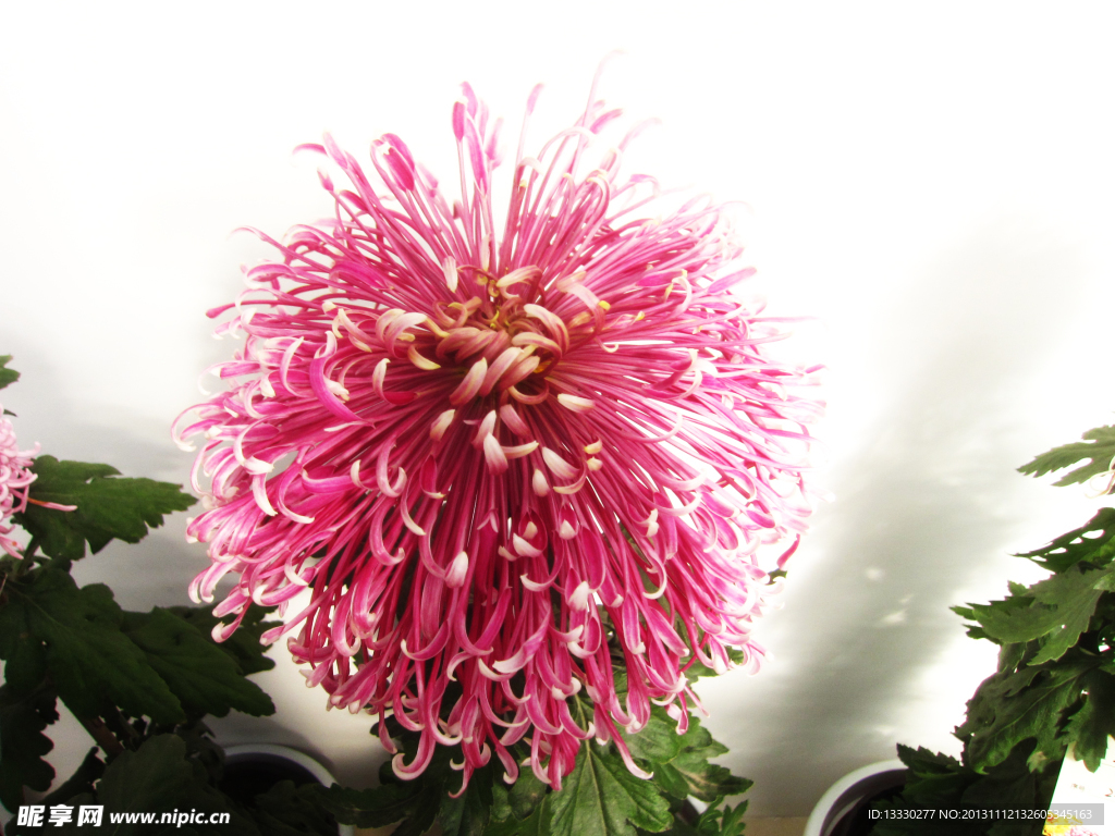 菊花