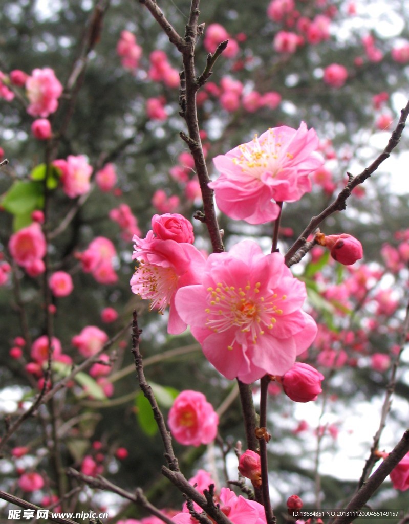 红梅花