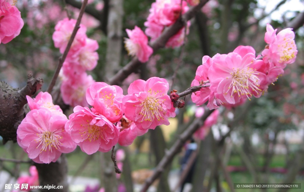 红梅花