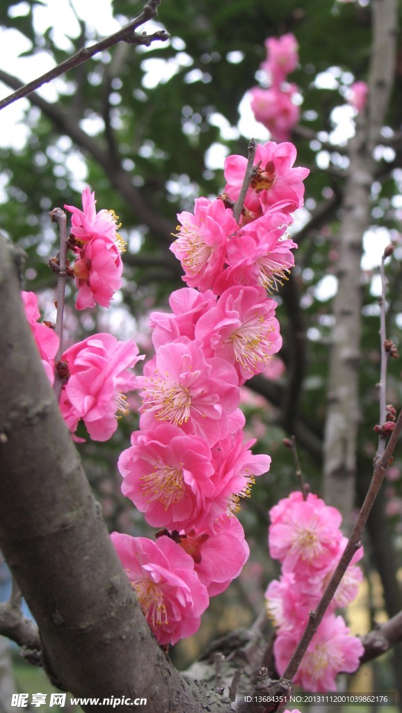 红梅花