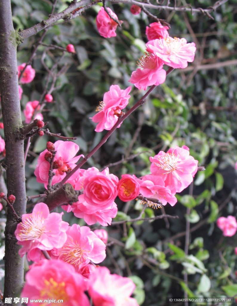 红梅花